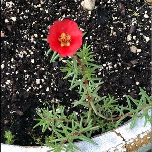 Meet your Posher, Joann